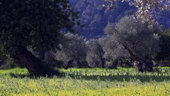 Landscapes nature Trees