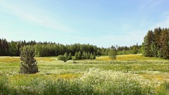 Landscapes nature Trees