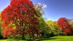 Landscapes nature Trees