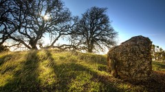 Landscapes nature Trees