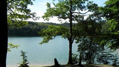 Landscapes nature Trees