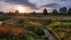 Landscapes nature Trees