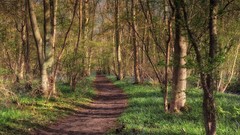 Landscapes nature Trees
