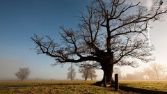 Landscapes nature Trees