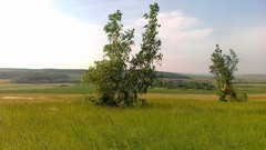 Landscapes nature Trees