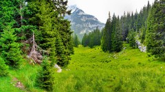 Landscapes nature Trees