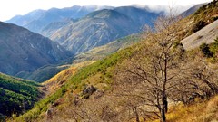 Landscapes nature Trees