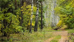Landscapes nature Trees