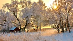 Landscapes nature Trees