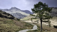 Landscapes nature Trees
