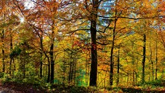 Landscapes nature Trees