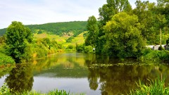 Landscapes nature Trees
