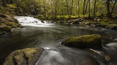 Landscapes nature Trees