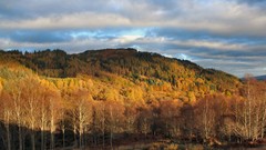 Landscapes nature Trees