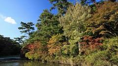 Landscapes nature Trees