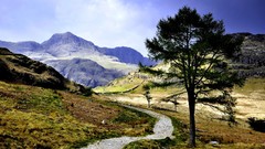 Landscapes nature Trees