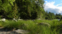 Landscapes nature Trees