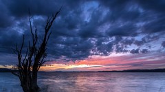 Landscapes nature Trees