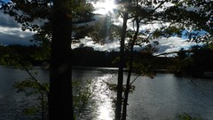 Landscapes nature Trees