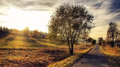 Landscapes nature Trees
