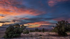 Landscapes nature Trees