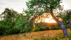 Landscapes nature Trees