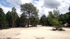 Landscapes nature Trees