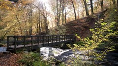 Landscapes nature Trees