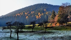 Landscapes nature Trees