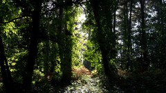 Landscapes nature Trees