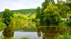 Landscapes nature Trees