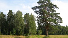 Landscapes nature Trees