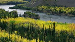 Landscapes nature Trees