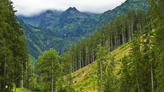 Landscapes nature Trees