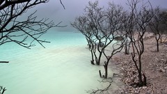 Landscapes nature Trees