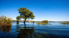 Landscapes nature Trees
