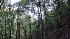 Landscapes nature Trees