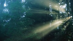 Landscapes nature Trees