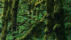 Landscapes nature Trees