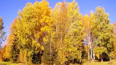 Landscapes nature Trees