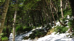 Landscapes nature Trees