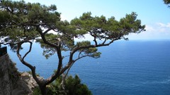 Landscapes nature Trees