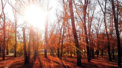 Landscapes nature Trees