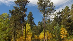 Landscapes nature Trees