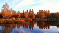 Landscapes nature Trees