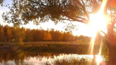 Landscapes nature Trees