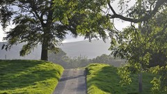 Landscapes nature Trees