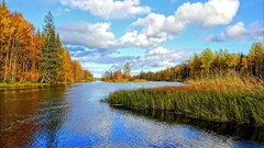 Landscapes nature Trees