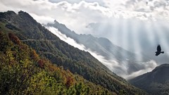 Landscapes nature Trees