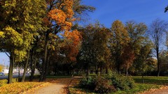 Landscapes nature Trees